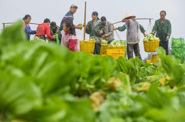 蔬菜  农业  菜篮子 增收 采收
