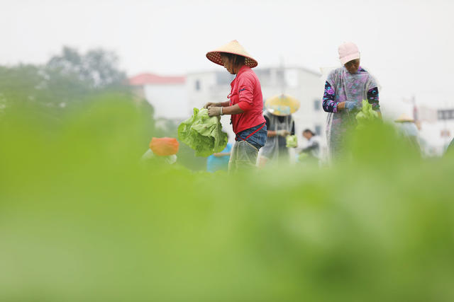 冬季 蔬菜 外送