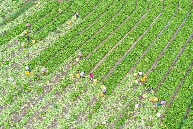 冬季 蔬菜 外送