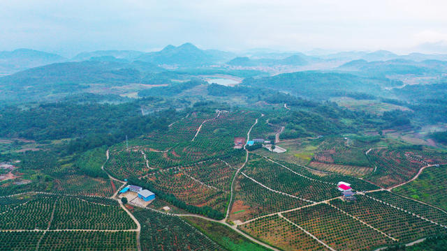 山乡  产业  农业  风景