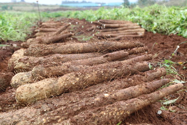 宁远
土地开发
淮山
丰收