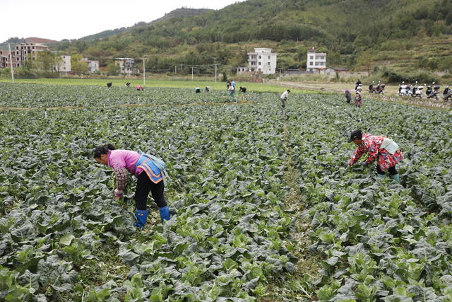 湖南 新田 采收 蔬菜 保供应 芥蓝 丰收