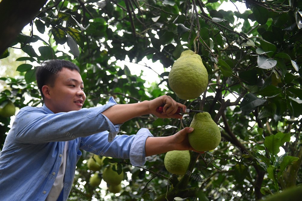 江永 香柚  果农 丰收