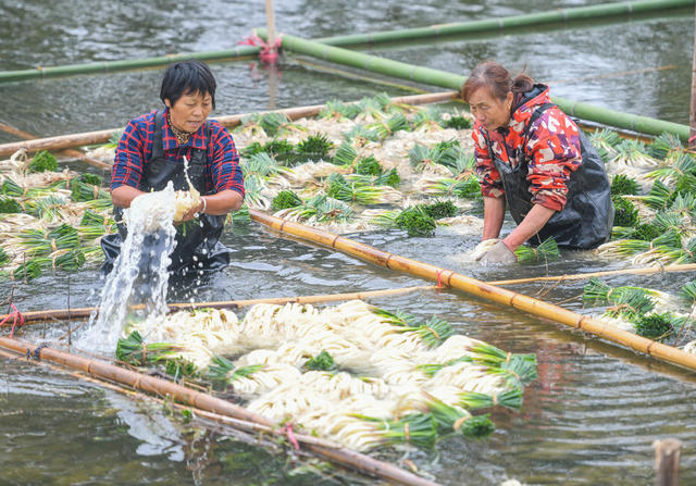 藠头 特色 产业 乡村振兴