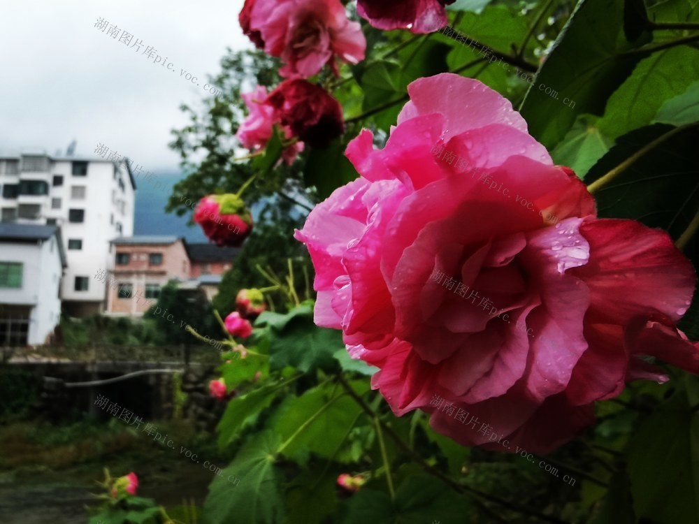 冬雨 冻花 