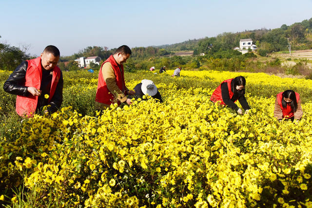 农业  集体经济  菊花种植  药茶两用  美丽乡村  产业富民  乡村振兴