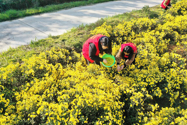农业  集体经济  菊花种植  药茶两用  美丽乡村  产业富民  乡村振兴