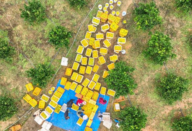 道县 脐橙 收获 增收 产业 标准 乡村振兴