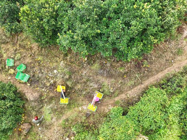 道县 脐橙 收获 增收 产业 标准 乡村振兴