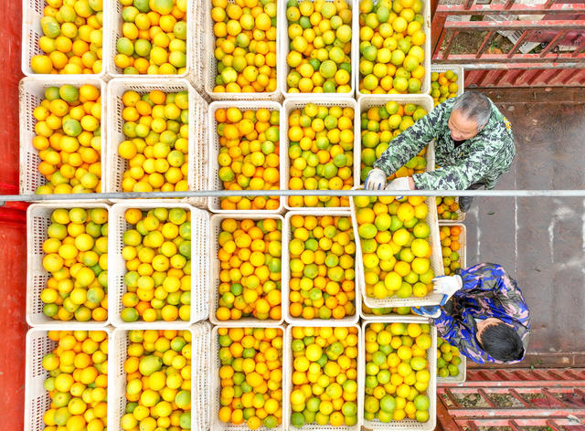 道县 脐橙 收获 增收 产业 标准 乡村振兴