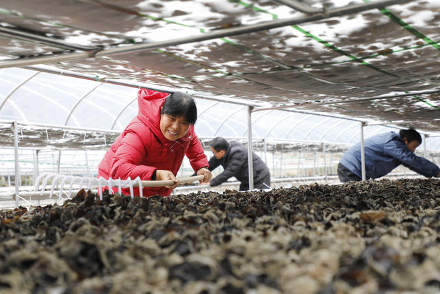 湖南 新田 木耳 喜丰收 瑶乡