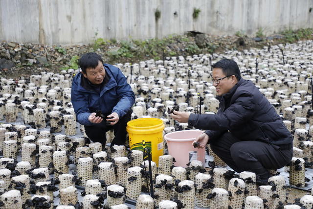 湖南 新田 木耳 喜丰收 瑶乡
