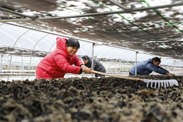 湖南 新田 木耳 喜丰收 瑶乡