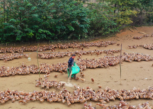 嘉禾：生态养殖助增收