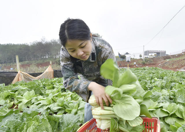 嘉禾：采收蔬菜  抢鲜上市