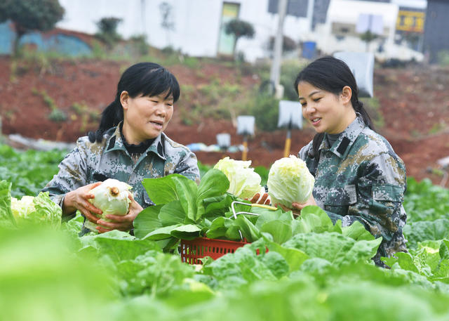 嘉禾：采收蔬菜  抢鲜上市