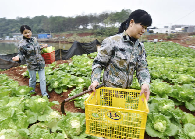 嘉禾：采收蔬菜  抢鲜上市