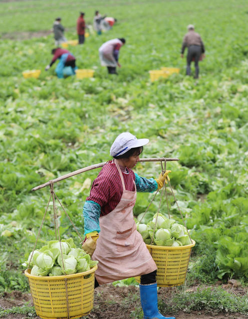 蔬菜 采收 菜篮子