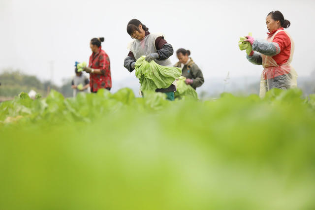 蔬菜 采收 菜篮子