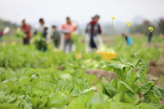 蔬菜 采收 菜篮子