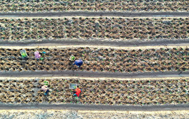 农业  生产  初冬  冬种  油菜  移栽