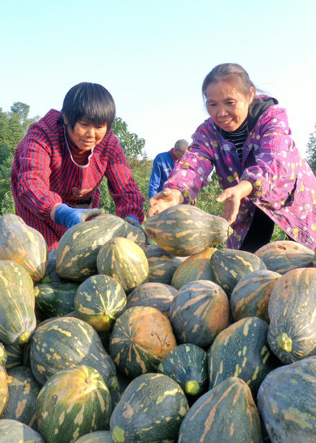 嘉禾：香芋南瓜采收忙
