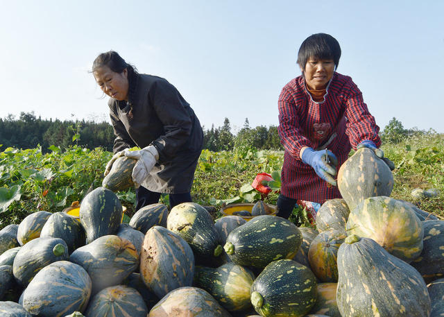 嘉禾：香芋南瓜采收忙