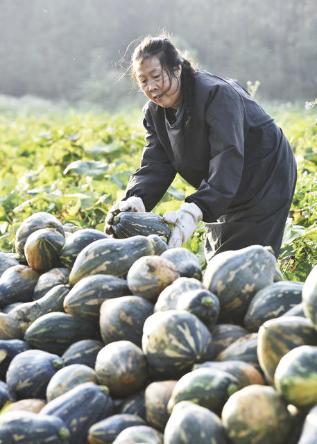 嘉禾：香芋南瓜采收忙