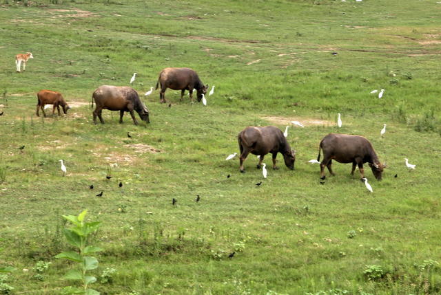 动物囗们囗和谐口相处