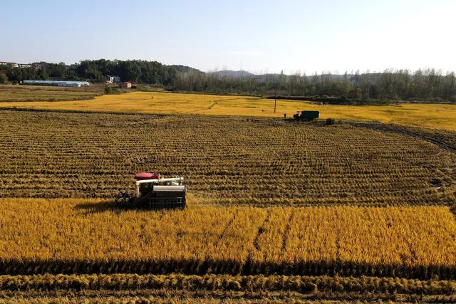 晚稻  天气  太阳  丰收  粮食生产  农机  颗粒归仓