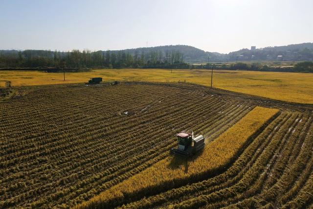 晚稻  天气  太阳  丰收  粮食生产  农机  颗粒归仓
