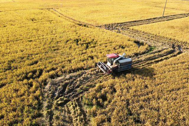 晚稻  天气  太阳  丰收  粮食生产  农机  颗粒归仓