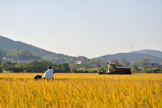 晚稻  天气  太阳  丰收  粮食生产  农机  颗粒归仓