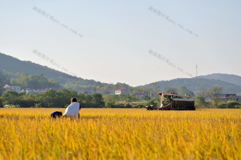 晚稻  天气  太阳  丰收  粮食生产  农机  颗粒归仓