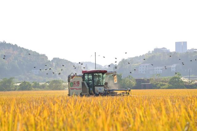 晚稻  天气  太阳  丰收  粮食生产  农机  颗粒归仓