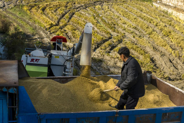 冬日 抢收晚稻 丰收 娄星区