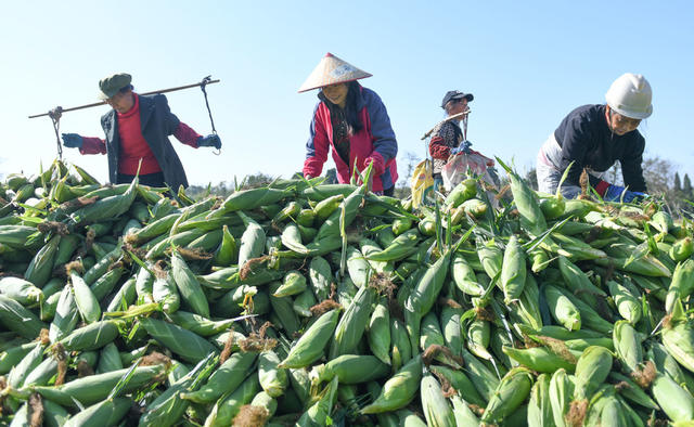 道县 蔬菜 粤港澳大湾区 菜篮子