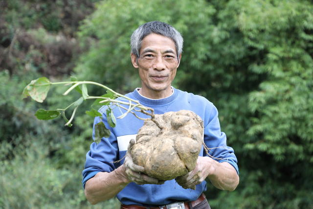 凉薯 乡村振兴 农民增收致富
