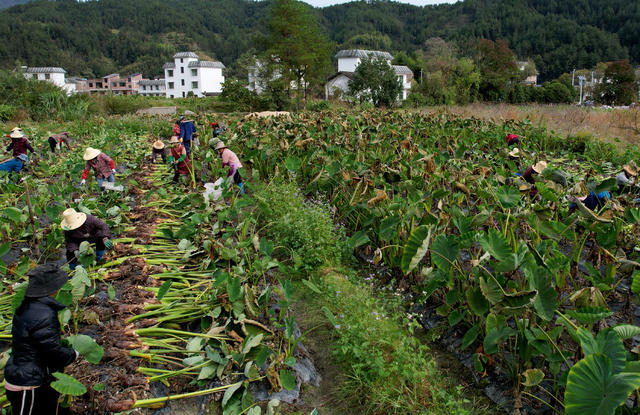 湖南桂东：香芋 村民 槐村村 产业振兴