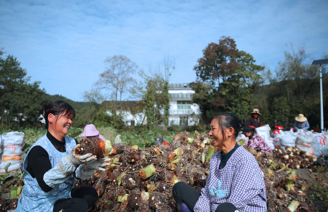 湖南桂东：香芋 村民 槐村村 产业振兴