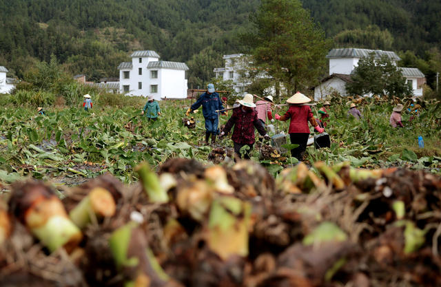 湖南桂东：香芋 村民 槐村村 产业振兴