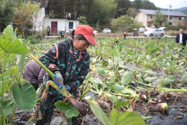 湖南桂东：香芋 村民 槐村村 产业振兴