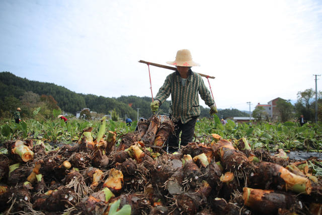 湖南桂东：香芋 村民 槐村村 产业振兴