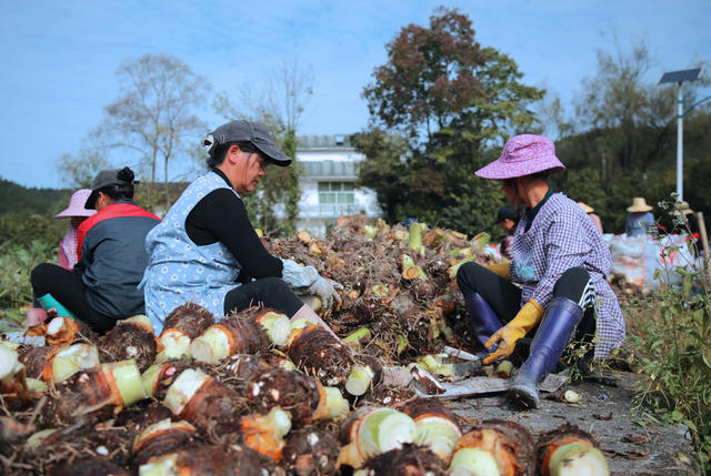 湖南桂东：香芋 村民 槐村村 产业振兴