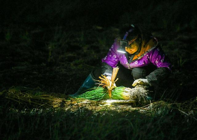 产业 道县 藠 头