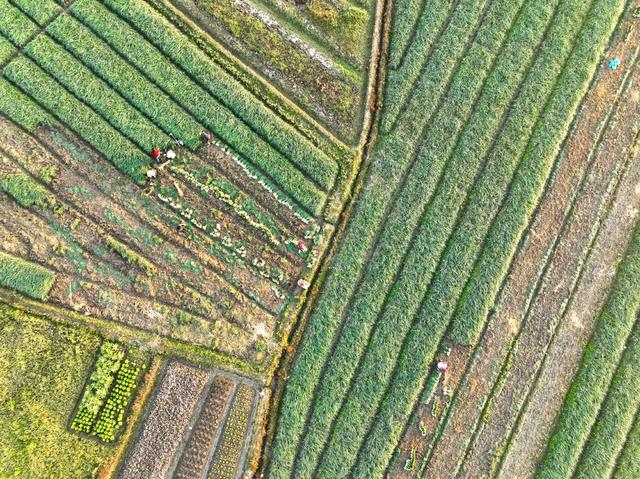 产业 道县 藠 头