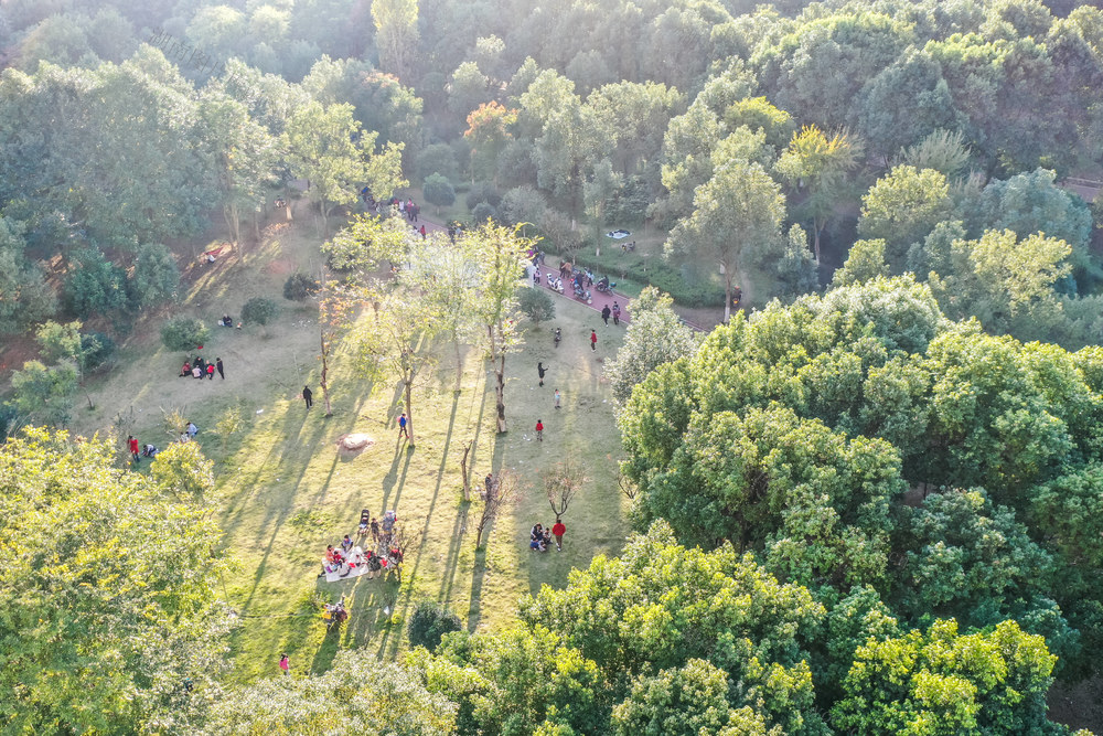 植物园 生态公园 生态环境 休闲 暖阳 绿地 初冬