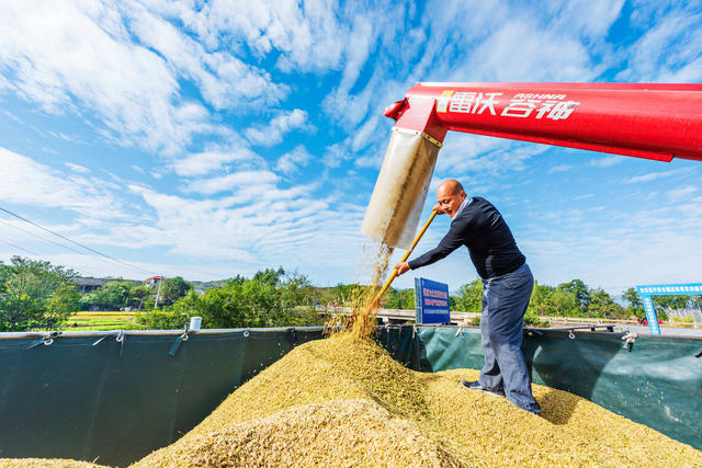 粮食生产  晚稻收割