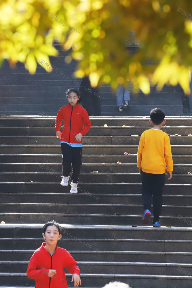 阳光 周日 红叶 枫叶 