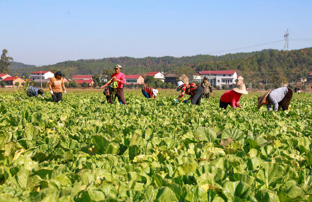 农事忙 农业产业 芥菜喜获丰收 盘活冬闲田